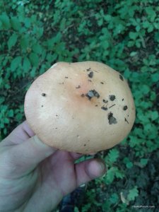 20160903_131301.jpg