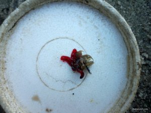 IMG_20160904_081857.jpg