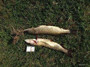 IMG_1123.jpg