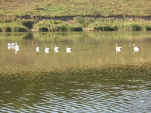 IMG_0435.jpg