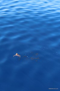 IMG_2195.JPG