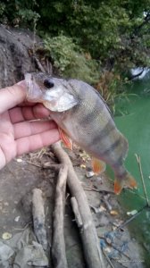 IMG_20160918_093430.jpg