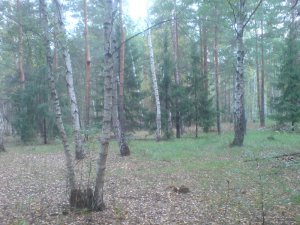 DSC02604.JPG