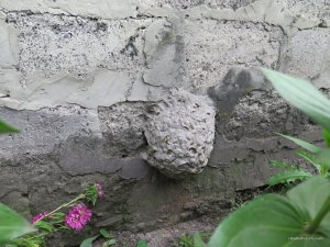 IMG_0007.JPG