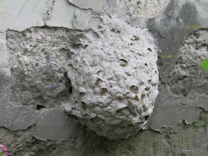 IMG_0008.JPG