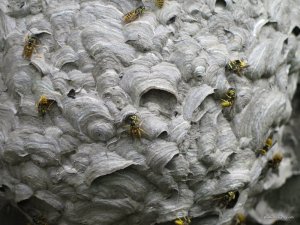 IMG_0020.JPG