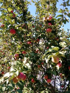 IMG_20160908_153332.jpg