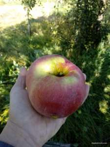 IMG_20160923_100746.jpg