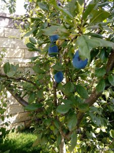 IMG_20160909_110638.jpg