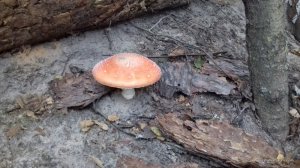 20160929_110033.jpg