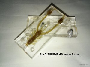 RING SHRIMP.jpg