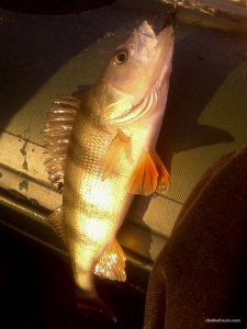 IMG_20161001_074534[1].jpg