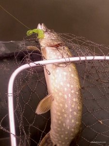 IMG_20161004_151123[1].jpg
