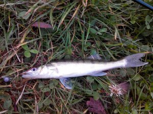 IMG_20161004_174157.jpg