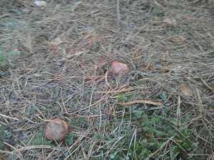 IMG_20161004_162424.jpg
