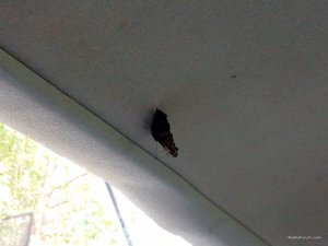 IMG_20161001_165557.jpg
