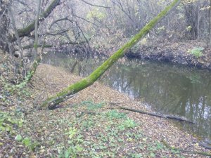 IMG_20161008_082903.jpg