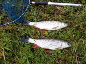 IMG_20161008_085104.jpg