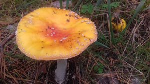 20161008_130354.jpg