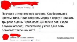 некдог.jpg
