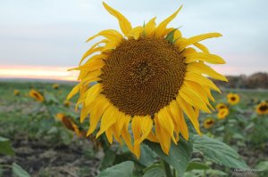 IMG_2149.JPG