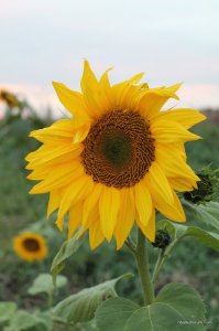 IMG_2156.JPG