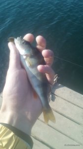IMG_20161014_140741.jpg