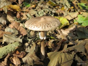 IMG_0255.JPG