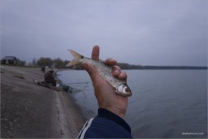 _MG_2369+.jpg