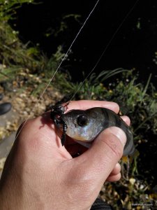 IMG_20161002_132013.jpg
