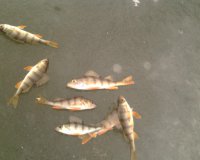 IMG0285A.jpg