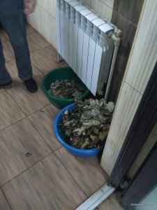 IMG_20161025_205944.jpg