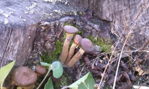 IMG_20161025_104235.jpg
