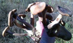 IMG_20161025_104811.jpg