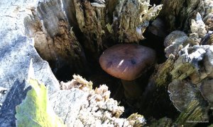 IMG_20161025_105140.jpg