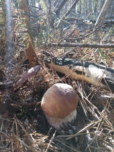 IMG_20161028_132746.jpg