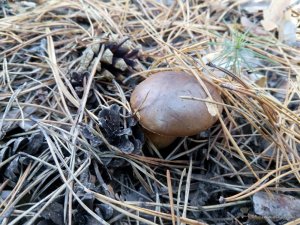IMG_20161028_123556.jpg
