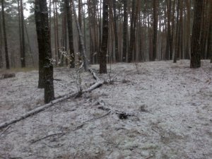 29102016935.jpg