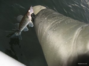 IMG_1477.JPG