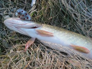 IMG_7815[1].JPG