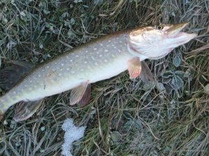 IMG_7818[1].JPG