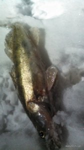 IMG_20161126_194049_839.jpg