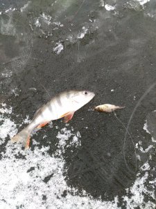 IMG_20161126_082157.jpg