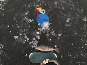 IMG_20161126_122321.jpg
