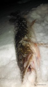 IMG_20161126_194108_004.jpg