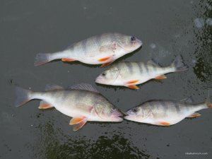 IMG_0489.JPG