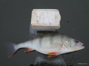 IMG_0492.JPG