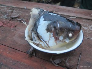 IMG_0527.JPG