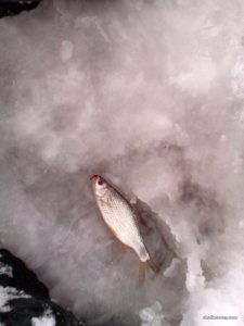 IMG_20161203_121100.jpg