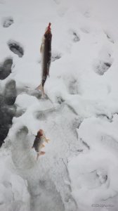 IMG_20161203_030722.jpg